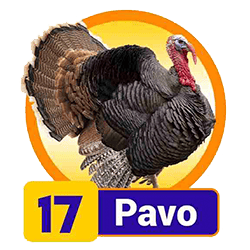 Pavo