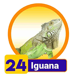 Iguana
