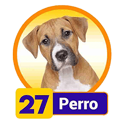 Perro