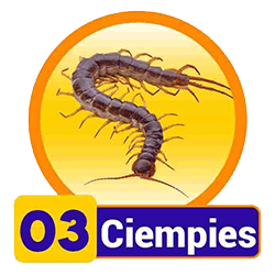 Ciempies