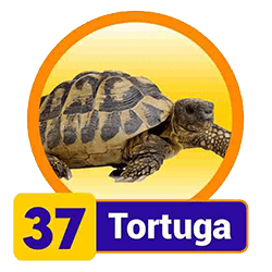 Tortuga