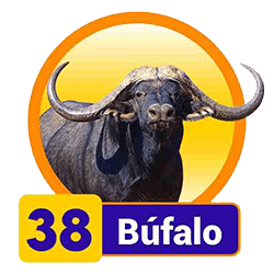 Búfalo
