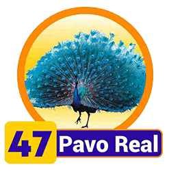 Pavo Real