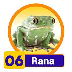 Rana