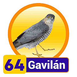 Gavilán