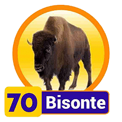 Bisonte