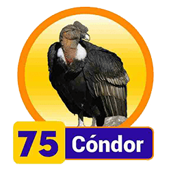 Condor