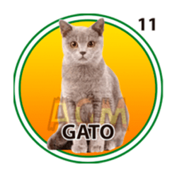 Gato