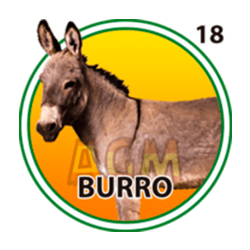 Burro