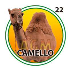 Camello