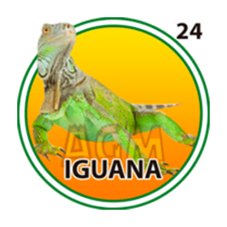 Iguana