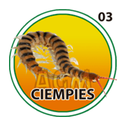 Ciempies