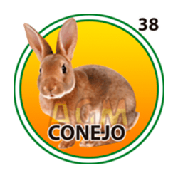 Conejo