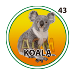 Koala