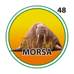 Morsa