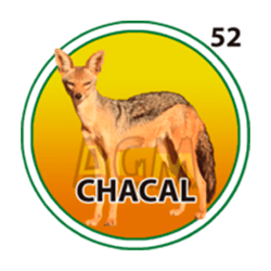 Chacal