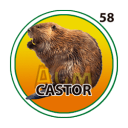 Castor