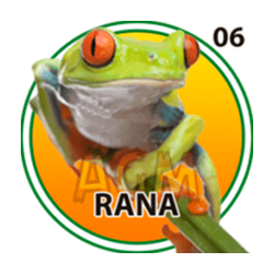 Rana