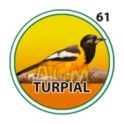 Turpial
