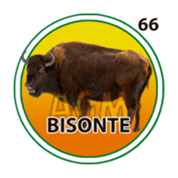 Bisonte