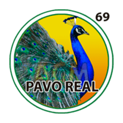Pavo Real