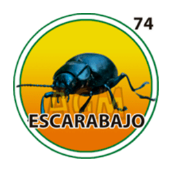 Escarabajo